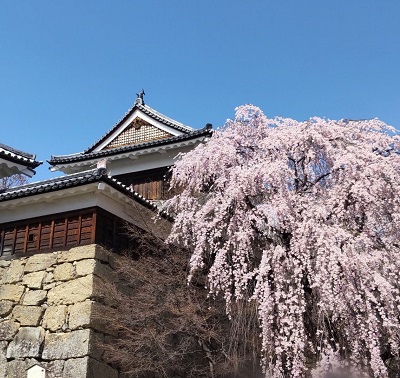 4月が見頃!上田の桜スポットでお花見を楽しもう | うえだ移住テラス